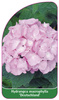 Hydrangea macrophylla 'Deutschland'