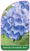 Hydrangea macrophylla 'Bela'