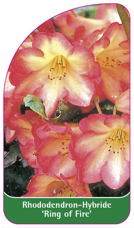 Rhododendron-Hybride 'Ring of Fire'