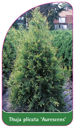 Thuja plicata 'Aurescens'