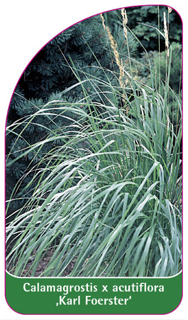 Calamagrostis x acutiflora 'Karl Foerster'