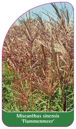 Miscanthus sinensis 'Flammenmeer'