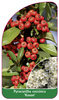 Pyracantha coccinea 'Kasan'