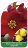 Chaenomeles japonica 'Sargentii'