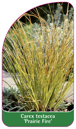 Carex testacea 'Prairie Fire'