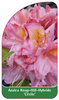 Azalea Knap-Hill-Hybride 'Cécile'