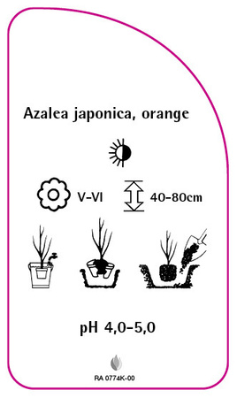 Azalea japonica, orange