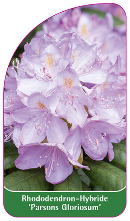 Rhododendron-Hybride 'Parsons Gloriosum'