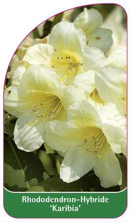 Rhododendron-Hybride 'Karibia'