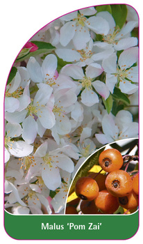Malus 'Pom Zai'