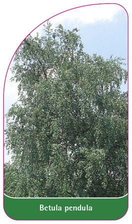 Betula pendula