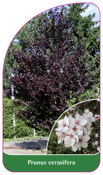 Prunus carasifera