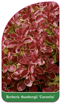 Berberis thunbergii 'Coronita'