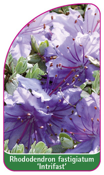 Rhododendron fastigiatum 'Intrifast'