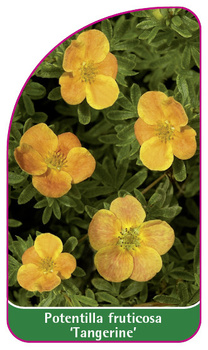 Potentilla fruticosa 'Tangerine'