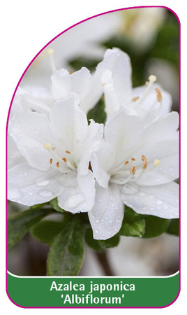 Azalea japonica 'Albiflorum'