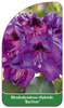 Rhododendron-Hybride 'Bariton'