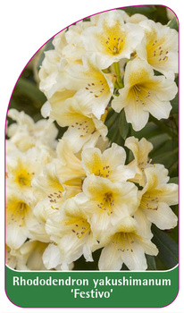 Rhododendron yakushimanum 'Festivo'
