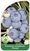 Vaccinium corymbosum 'Bluejay'