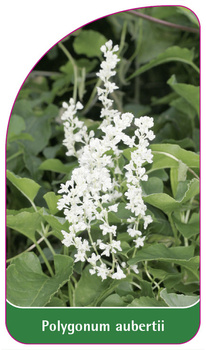 Polygonum aubertii