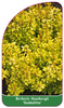 Buxus thunbergii 'Goldalitta'
