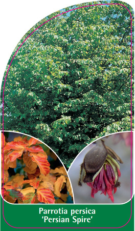 Parrotia persica PERSIAN SPIRE '