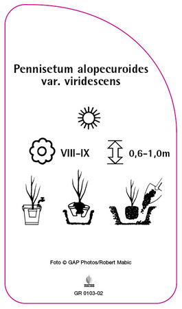 Pennisetum alopecuroides var. viridescens