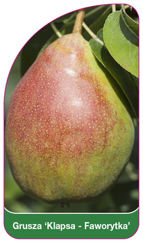 Pear tree 'Clapper-Favourite'