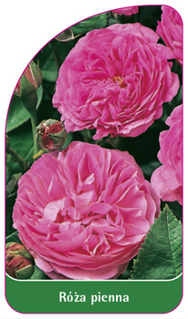Róza pienna Nr. 56