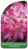 Rhododendron yakushimanum 'Leuchtfeuer'