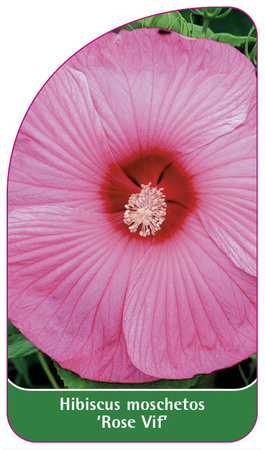 Hibiscus moschetos 'Rose Vif'