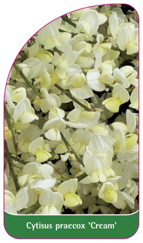 Cytisus praecox 'Cream'