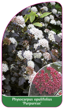 Physocarpus opulifolius 'Purpureus'