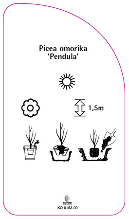 Picea omorika 'Pendula'