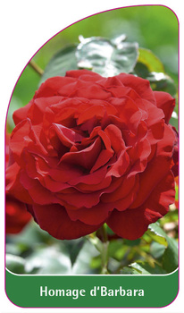 Homage d'Barbara