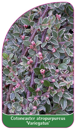 Cotoneaster atropurpureus 'Variegatus'