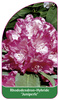 Rhododendron-Hybride 'Juniperle'