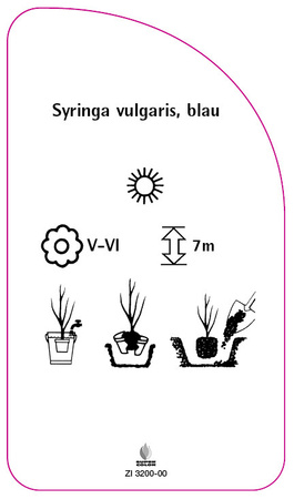 Syringa vulgaris, blau