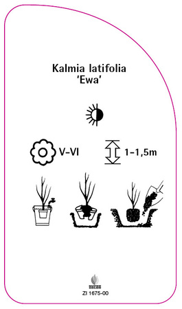 Kalmia latifolia 'Ewa'