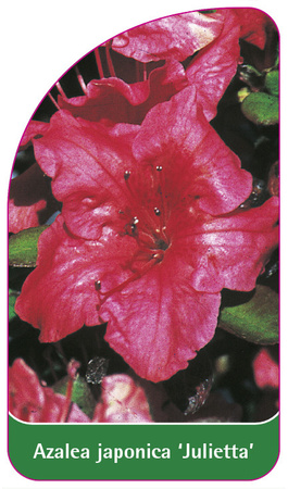 Azalea japonica 'Julietta'
