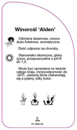 Winorośl 'Alden'