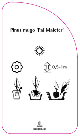 Pinus mugo 'Pal Maleter'