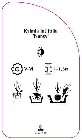 Kalmia latifolia 'Nancy'