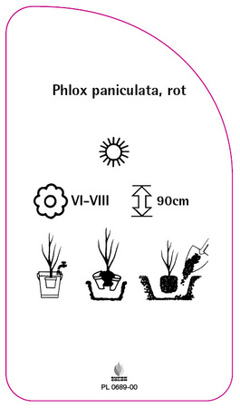 Phlox paniculata, rot