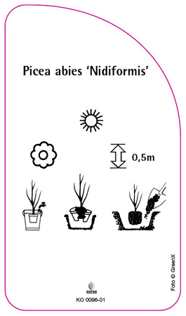 Picea abies 'Nidiformis'