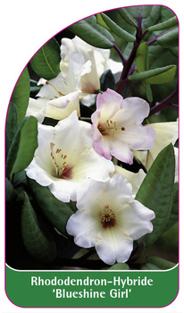 Rhododendron-Hybride 'Blueshine Girl'