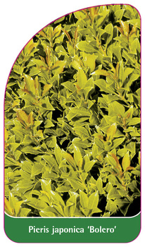 Pieris japonica 'Bolero'