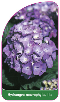 Hydrangea macrophylla, lila
