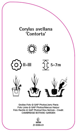 Corylus avellana 'Contorta'