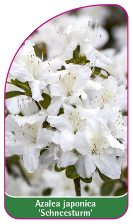 Azalea japonica 'Schneesturm'